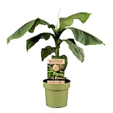 Plant in a Box - Musa Basjoo - Bananenpflanze Winterhart - Bananenbaum - Topf 21cm - Höhe 55-70cm