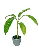 Musa Basjoo - Winterharte Japanische Faserbanane - Bananenpflanze 70-100cm