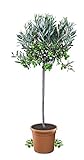 Meine Orangerie Olivenbaum Mezzo - echter Olivenbaum - 80 bis 100 cm - Olea Europaea - Olive Tree - Fruchtreifes Stämmchen in Gärtnerqualität