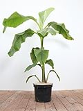 Bananen Baum Musa japonica - Japanische Essbanane Staude, winterhart, schnellwachsend, größe je nach Jahreszeit - aus deutscher Baumschulproduktion