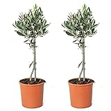 2x Olea europaea - Olivenbaum am Stamm - Mittelmeerbaum - Winterhart – ⌀14 cm - 40-50 cm