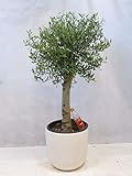 [Palmenlager] Olivenbaum Olea europea 160 cm - Kugel-Hochstamm - kräftiger Stamm (Umfang 20 cm)