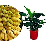 Meine Orangerie - Zwerg-Essbanane 'Dwarf Cavendish' - Höhe inkl. Topf ca. 70cm - Bananenstaude - winterharte Bananenpflanze im Ø20cm Topf - exotischer Bananenbaum für Garten, Terrasse oder Balkon