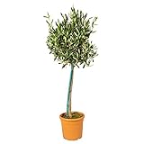Olea Europaea - Olivenbaum auf Stamm - Winterharte Olivenbäume - Winterharte Pflanzen für Garten und Balkonpflanzen winterhart – ⌀19 cm - 80-90 cm