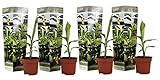 Plant in a Box - Musa Basjoo - Höhe 25-40cm - 4er Set - Bananenpflanze Winterhart - Bananenbaum - Exotische pflanzen - Topf 9cm
