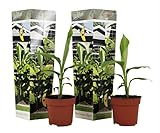 Plant in a Box - Musa Basjoo - Höhe 25-40cm - 2er Set - Bananenpflanze Winterhart - Bananenbaum - Exotische pflanzen - Topf 9cm