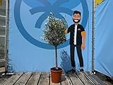 Sunny Tree Hochstämmiger Olivenbaum 100 Zentimeter hoch - Olea europea - Winterhart bis -18 - Fruchtbildend - Obstbaum - Sonnige Standorte - Olivenbäume für den Außenbereich