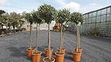 gruenwaren jakubik Olivenbaum Olive 160-180 cm Hochstamm, beste Qualität, winterhart