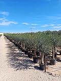 Olivenbaum Olive '30 Jahre' 190 cm, A+ Qualität, winterhart, Olea Lechin
