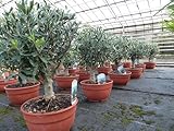 gruenwaren jakubik Olivenbaum Bonsai Formgehölz, Olive winterhart, Olea europaea
