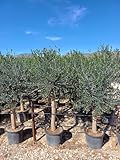 Sunny Tree Olivenbaum Olive '25 Jahre' 160 cm, A+ Qualität, winterhart, Olea Lechin Winterhart -18