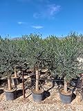Sunny Tree Olivenbaum Olive '25 Jahre' 160 cm, A+ Qualität, winterhart, Olea Lechin Winterhart -18