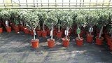 gruenwaren jakubik Olivenbaum Stamm Olive 80-100 cm hoch, beste Qualität, Olea Europaea