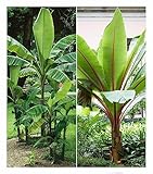 BALDUR Garten Winterharte-Bananen-Kollektion, 2 Pflanzen Faserbanane Bananenbaum Musa basjoo Bananenpflanze, winterharte Staude, mehrjährig, Bananen-Früchte essbar