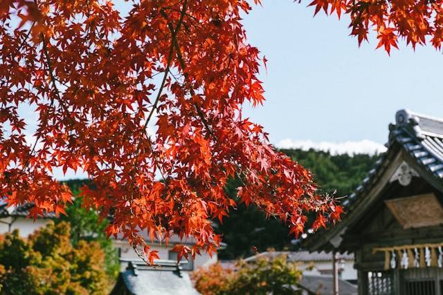 Ahornbaum im japanischen Garten