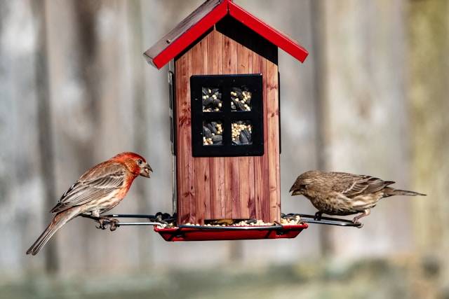 Futterstellen in einem tierfreundlichen Garten