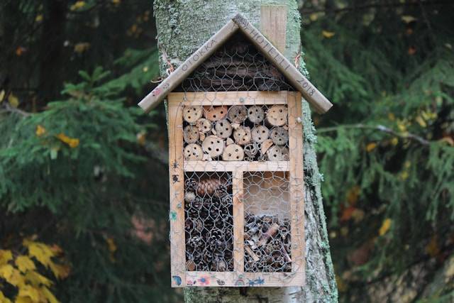 Lebensraum für Insekten im tierfreundlichen Garten