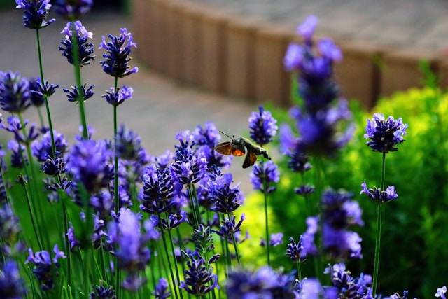 Pflanzen und Bäume in einem tierfreundlichen Garten 