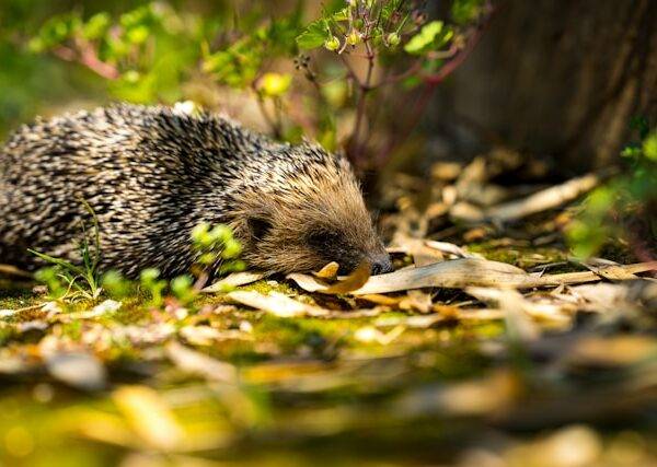 Tierfreundlicher Garten - Teaserbild