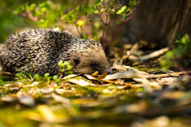 Tierfreundlicher Garten - Teaserbild