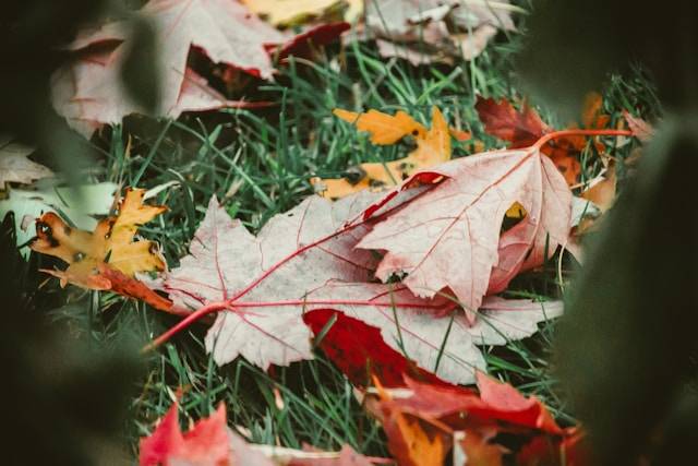 Gartenarbeit Herbst To-Dos - Laub und Fallobst entfernen