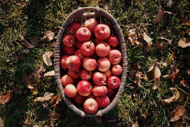 Gartenarbeit im Herbst To-Do's Obsternte