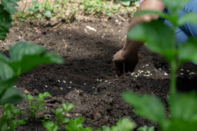 Gartenarbeit Herbst ToDos Pflanzen Saat