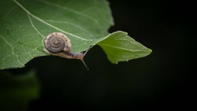 Gartenarbeit im Herbst To-Dos's Schneckenschutz