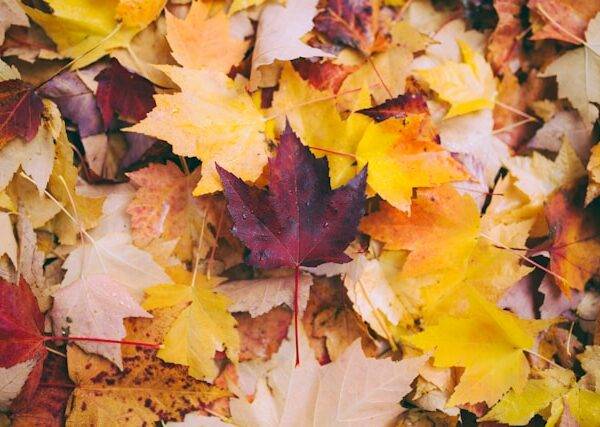 Titelbild To-Dos Gartenarbeit im Herbst