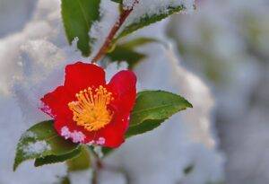 Winterharte schöne Pflanzen für den Garten