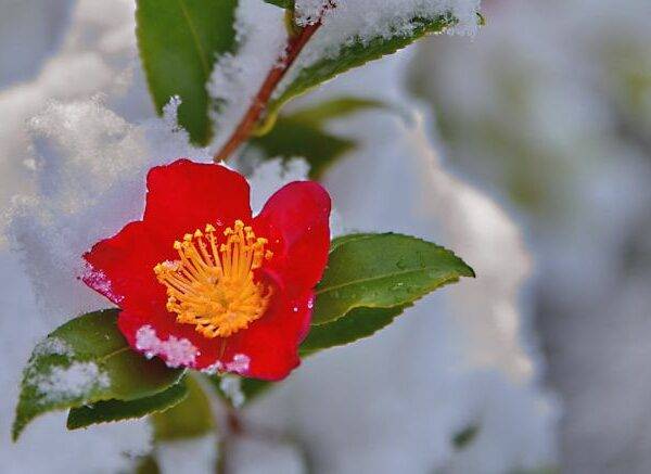 Winterharte schöne Pflanzen für den Garten