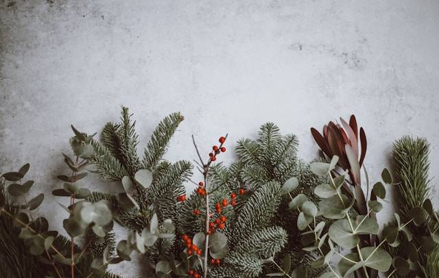 DIY Weihnachtsdeko aus dem Garten Titelbild