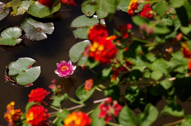 Gartenteich Deko Schwimmende Pflanzeninseln